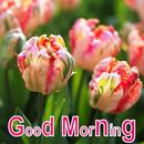 Beautiful Good Night Images with Quotes & Messages APK