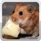 Hamster Wallpaper icône