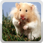 Hamster Wallpapers icon