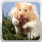 Hamster Wallpapers أيقونة