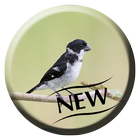 Coleira Tui Tui Pardo Canto Lindo icon