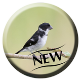 Coleira Tui Tui Pardo Canto Lindo icon