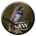 Coleiro PardoTui-Tui Puro icon