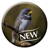 Coleiro PardoTui-Tui Puro icon