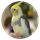 Calopsita Dança Kuduro icon