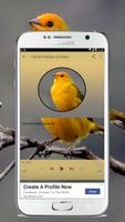 Canário Verdadeiro Offline imagem de tela 2