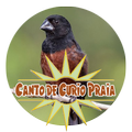 Canto de Curio Praia Mp3