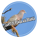 Canto de Pombã asa Branca Offline APK