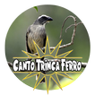 Mp3 Canto Trinca Ferro