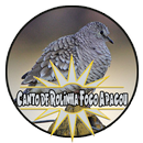 Mp3 Canto de Rolinha Fogo Apagou-APK