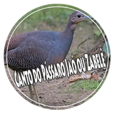 Mp3 Canto do Pássaro Jaó ou Zabelê ícone