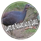 Mp3 Canto do Pássaro Jaó ou Zabelê আইকন