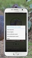 Mp3 Canto do Pássaro Jaó ou Zabelê imagem de tela 3