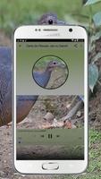 Mp3 Canto do Pássaro Jaó ou Zabelê imagem de tela 2