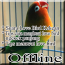 APK Suara burung love bird ngekek