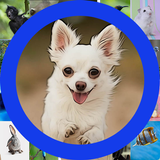 Memory Animals icon