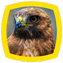 Hawk Sounds APK