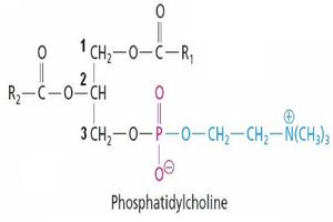 Chemistry Basic: Glycerol Definition Affiche