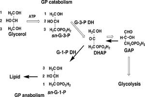 Chemistry Basic: Glycerol Definition capture d'écran 1