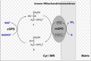 Chemistry Basic: Glycerol Definition স্ক্রিনশট 2