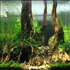 Ideas For Aquascape Design ไอคอน