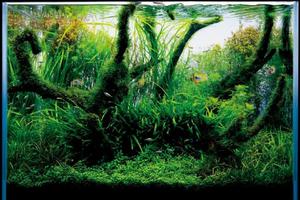 Ideas For Aquascape Design 截圖 2