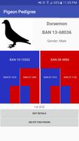 Pigeon Pedigree Poster