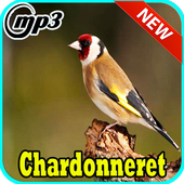 TÉLÉCHARGER CHANT CHARDONNERET HTATBA TIPAZA ) CHANT HTATBA TÉLÉCHARGER ) CHARDONNERET TIPAZA