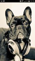 Bulldogs Music Player Cartaz