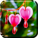 Kwiaty Serce Animowana Tapeta aplikacja