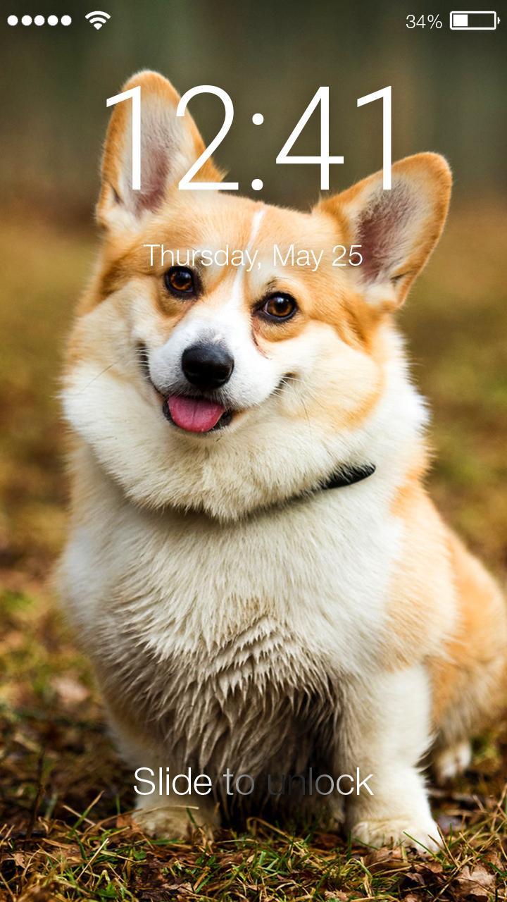 Corgi Dog Puppy Cute HD Wallpaper App Screen Lock APK pour Android  Télécharger