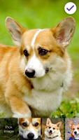 Corgi Dog Puppy Cute HD Wallpaper App Screen Lock 스크린샷 2