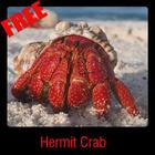 Hermit Crab أيقونة
