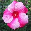 Hibiscus Flowers Onet Game APK