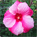 Hibiscus Flowers Onet Game APK