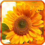 Sunflower Live Wallpapers icône
