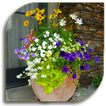 Indoor Plants (Guide)