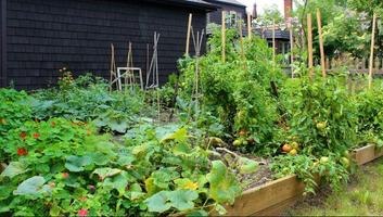 Home Vegetable Garden Poster