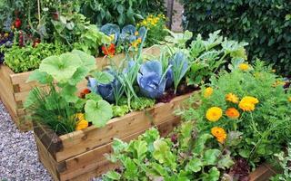 Home Vegetable Garden 스크린샷 2