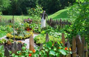 Home Vegetable Garden capture d'écran 3