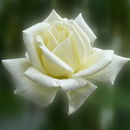 Flowers Wallpapers APK
