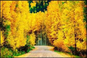 Road in Autumn Forest Wallpapers ポスター