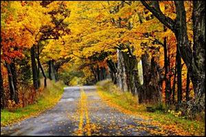 Road in Autumn Forest Wallpapers 스크린샷 1