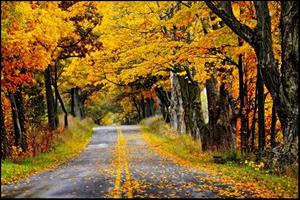 Road in Autumn Forest Wallpapers imagem de tela 1