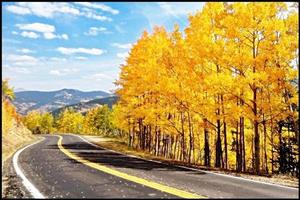 Road in Autumn Forest Wallpapers capture d'écran 2