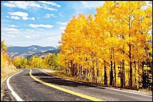 Road in Autumn Forest Wallpapers imagem de tela 2