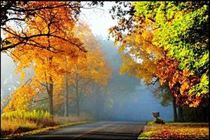 Road in Autumn Forest Wallpapers capture d'écran 3