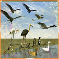 Birds Sounds