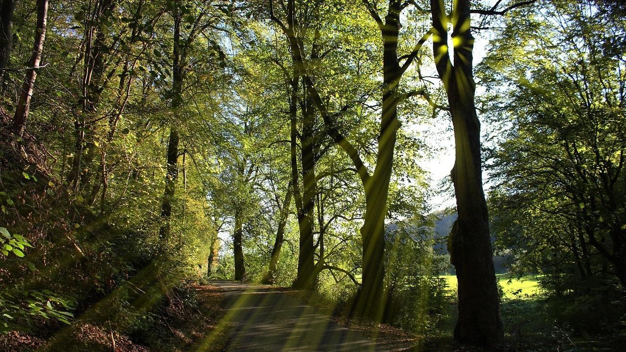 Лесная тропа. The Path. Nature walks. Path in the Forest Forest illustration Curved Walley. Natural walking