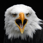 Wild Bald Eagle Wallpapers icône